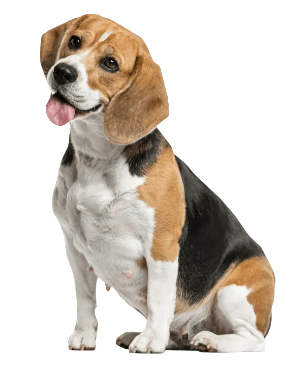 Dog Showing its Tongue