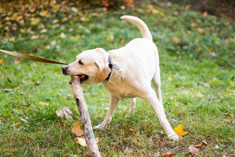Dog Training Pleasant Prairie, IL