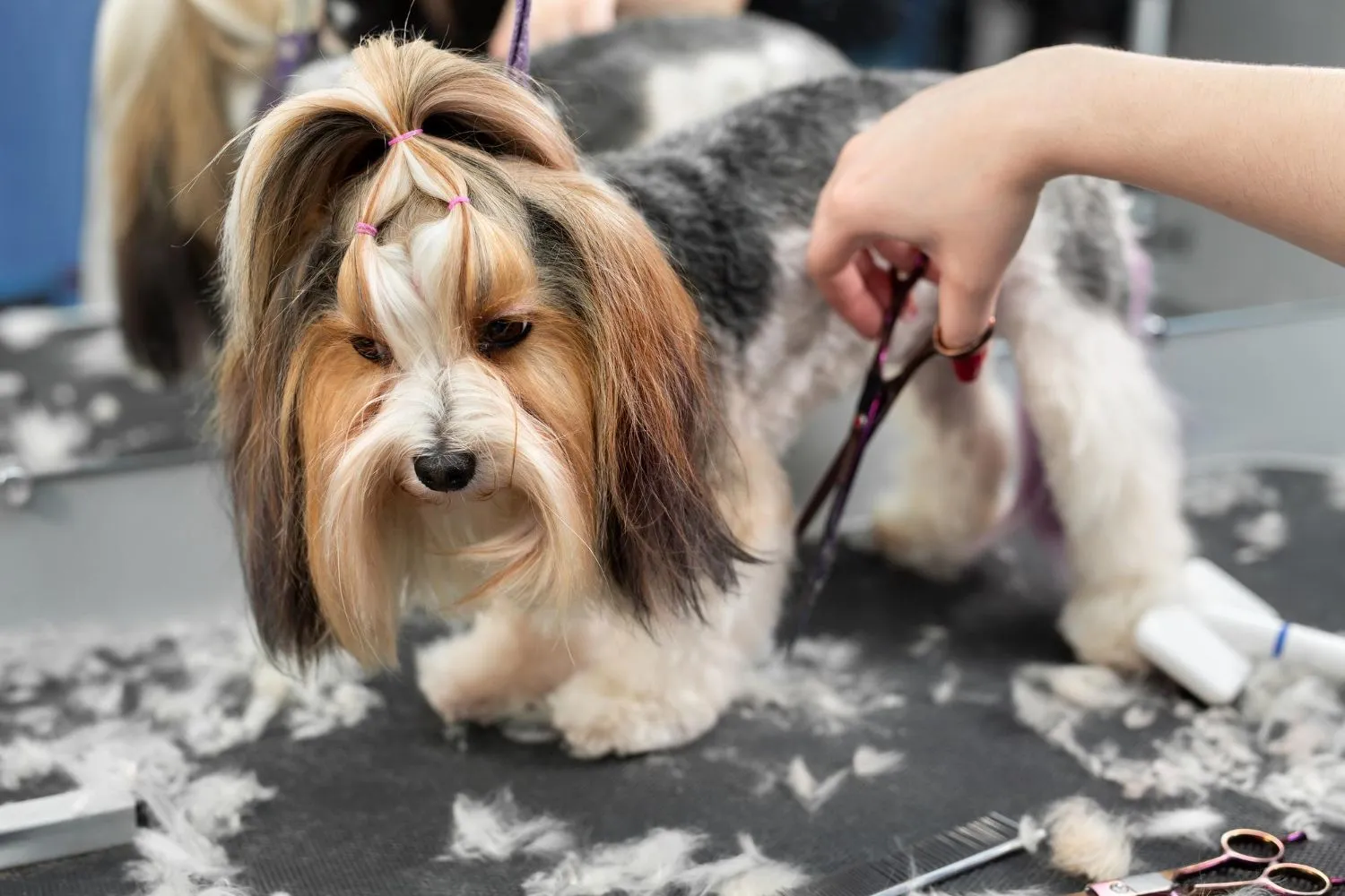Dog Hair Trimming