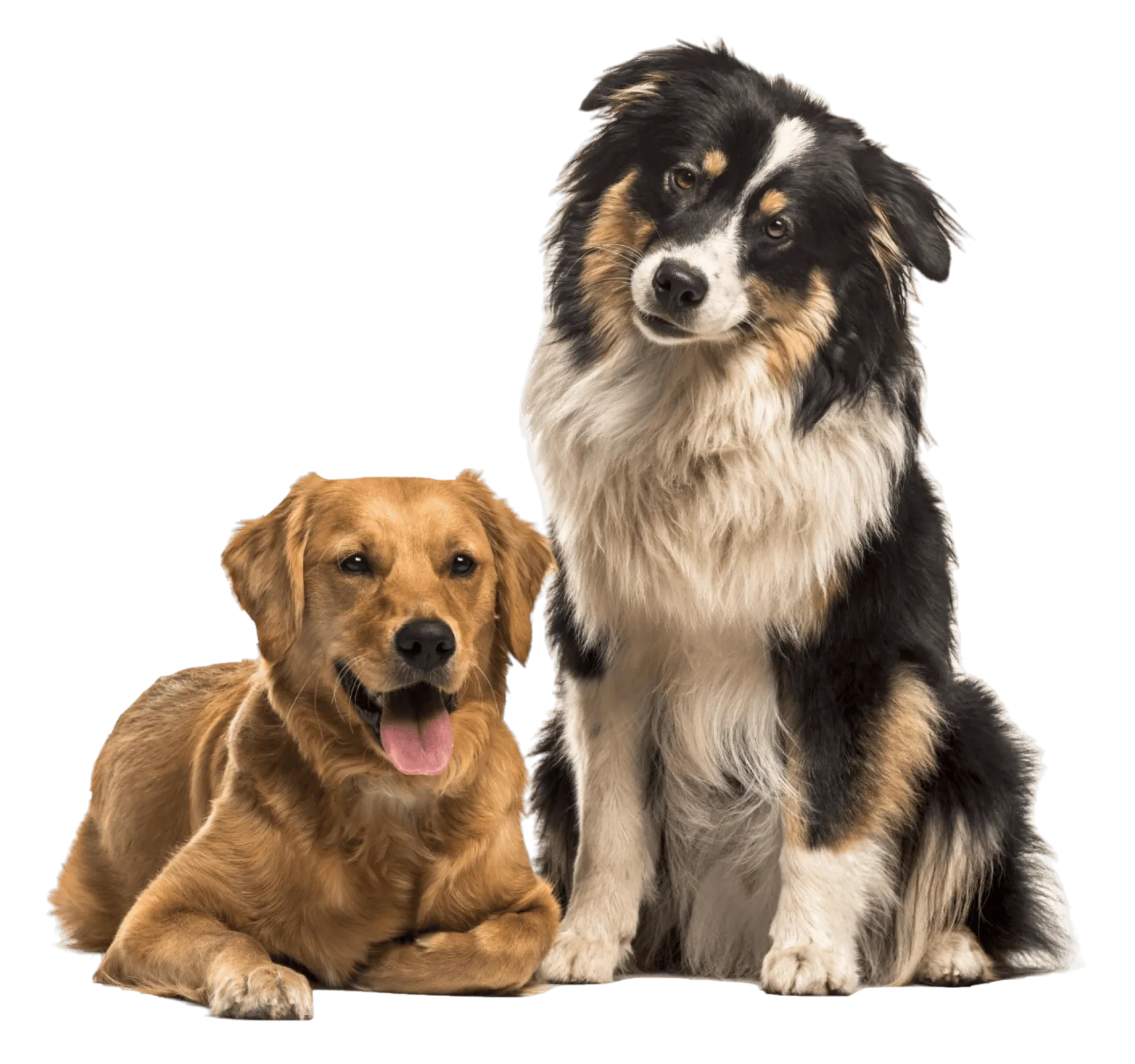 Dog Showing its Tongue