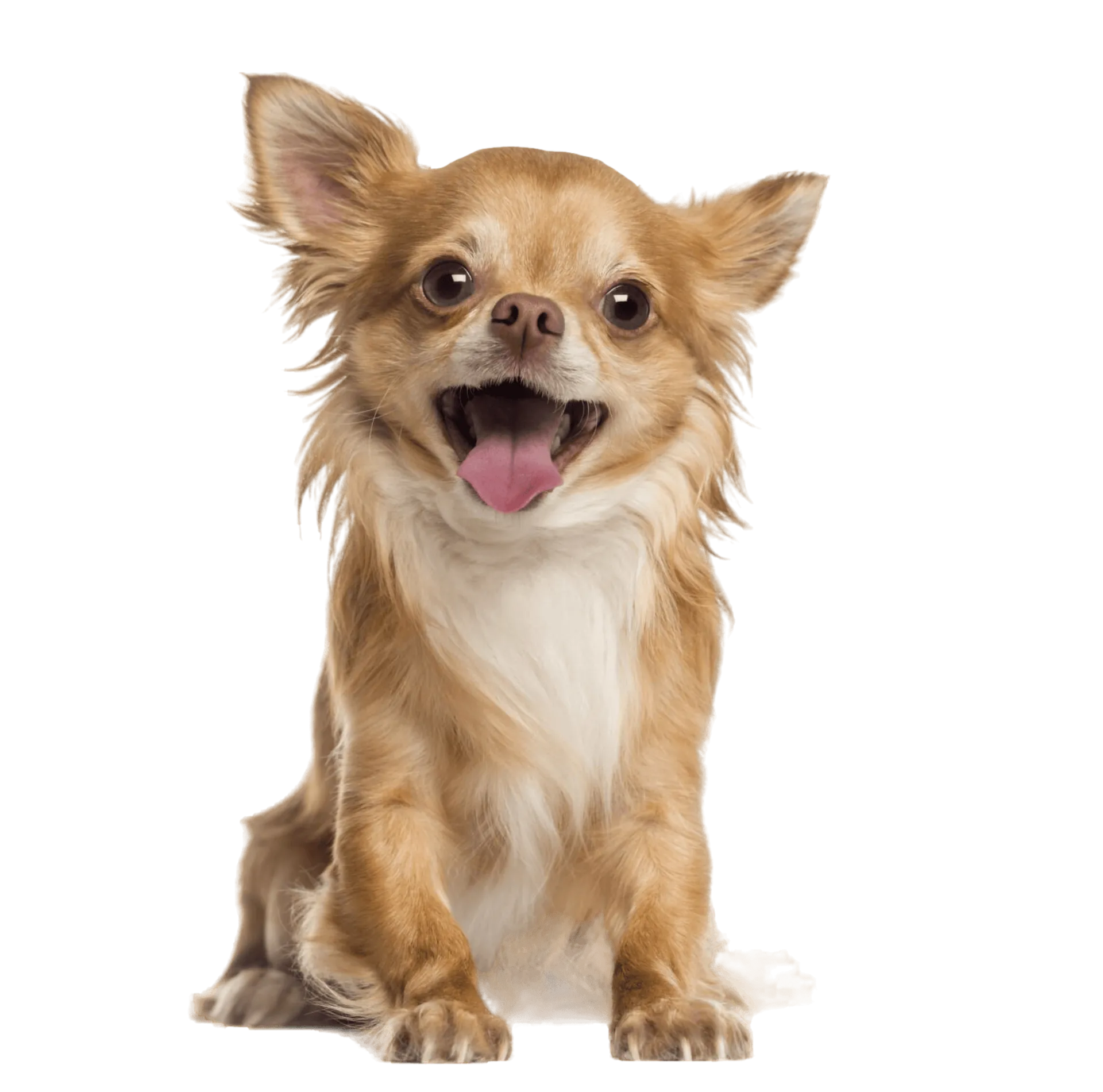 Happy chihuahua