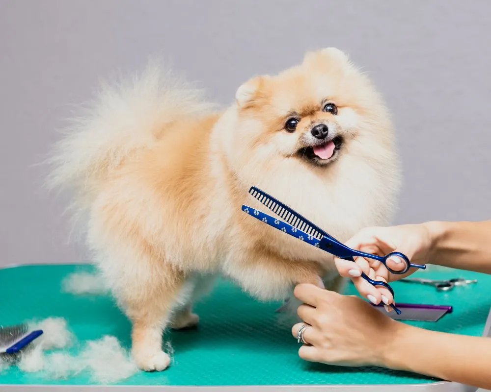 Dog Grooming Pleasant Prairie, IL