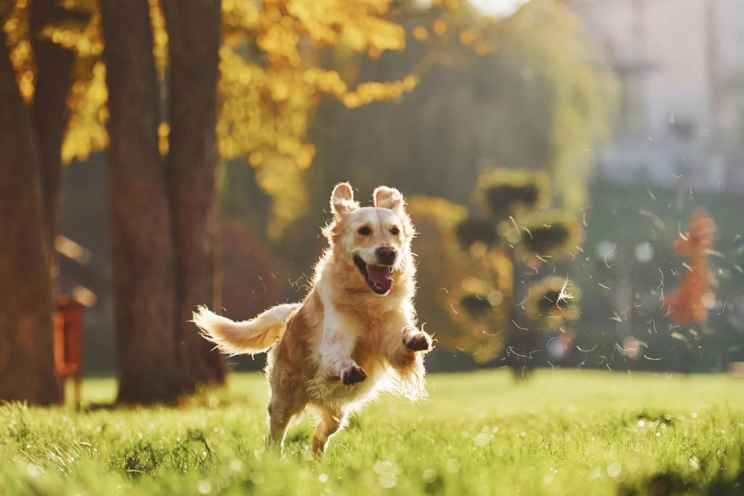 Dog Running Outside