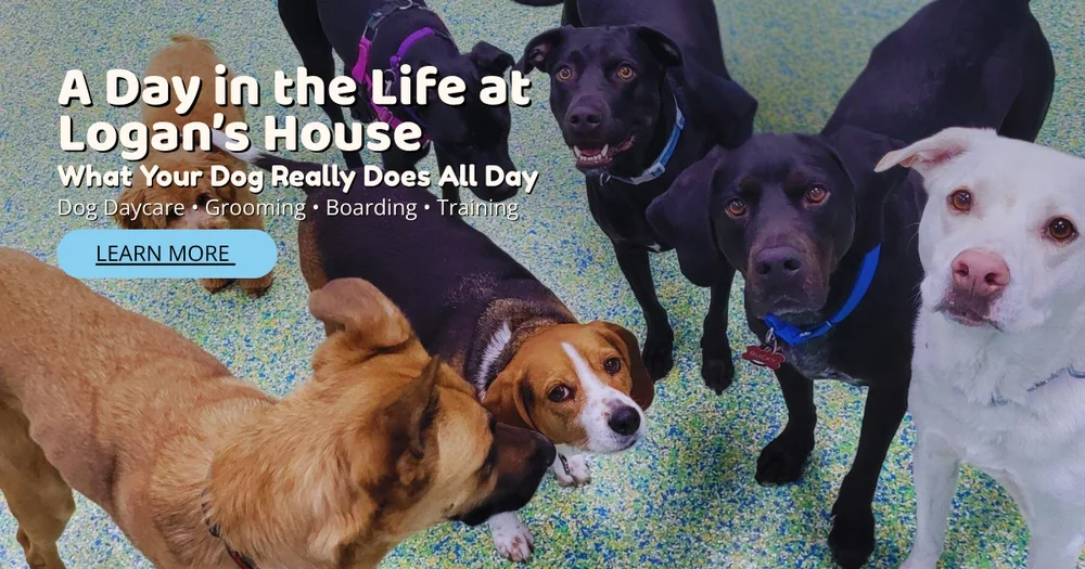 A Day in the Life at Logan’s House: What Your Dog Really Does All Day