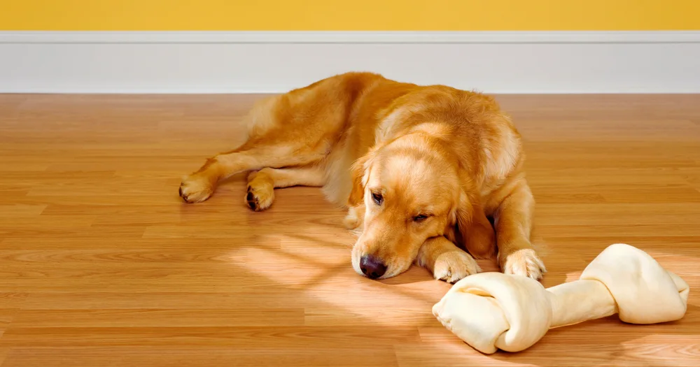 Signs Your Dog May Be Bored (And What To Do)