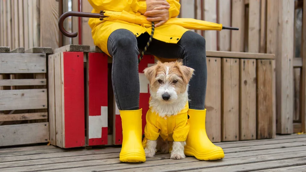 Boarding Your Dog: What to Expect and How to Prepare