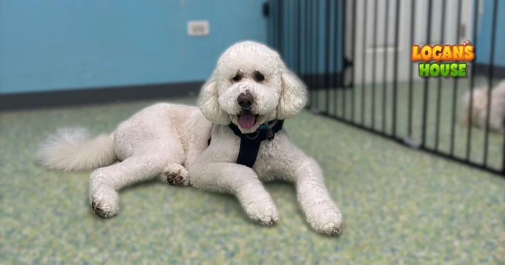 What do dogs do all day at boarding?