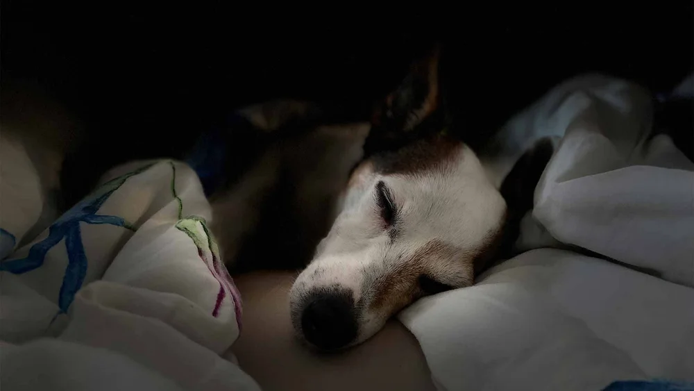 Ensuring Your Pup's Comfort During Dog Care Overnight