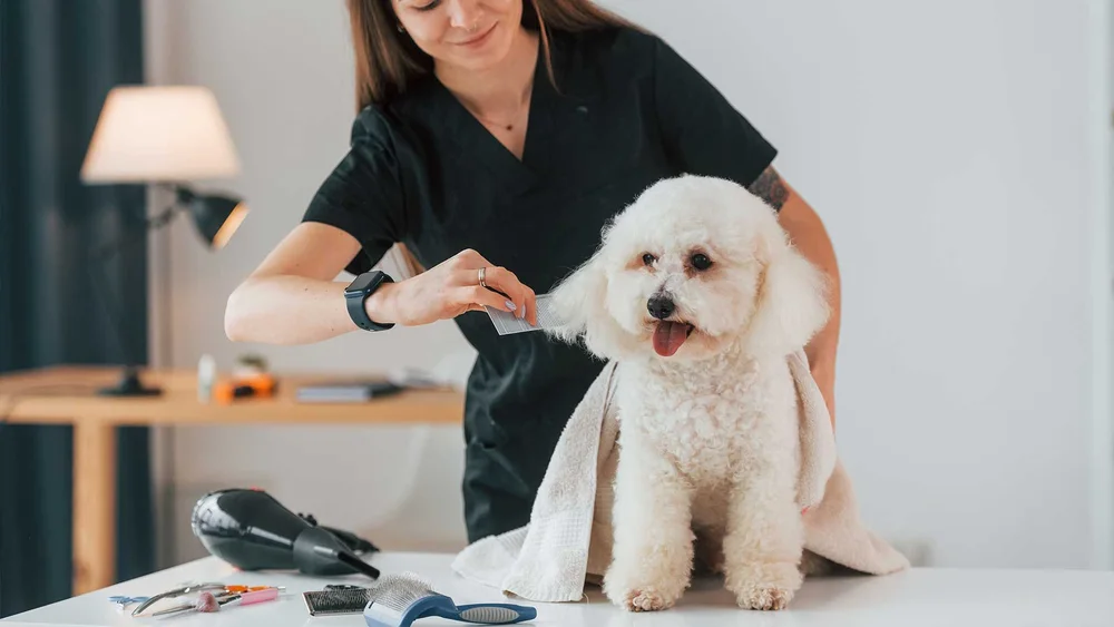 Choosing the Best Dog Groomer Near You in 2024: A Comprehensive Guide