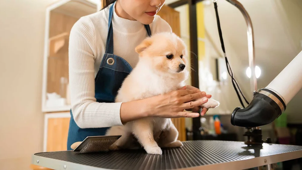 Expert Advice: How to Choose the Right Dog Groomer for Your Furry Friend