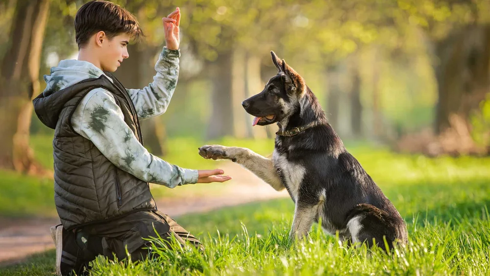 Choosing the Right Dog Training Package: A Step-by-Step Guide