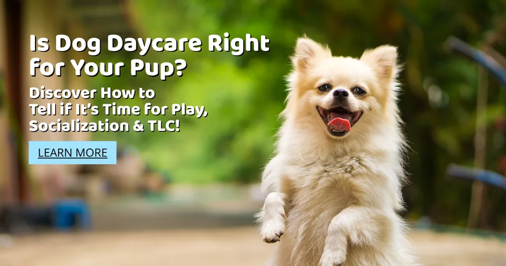 Is Dog Daycare Right for Your Pup? Here's How to Tell