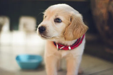 Helping Your Pet Settle Into Your New Home