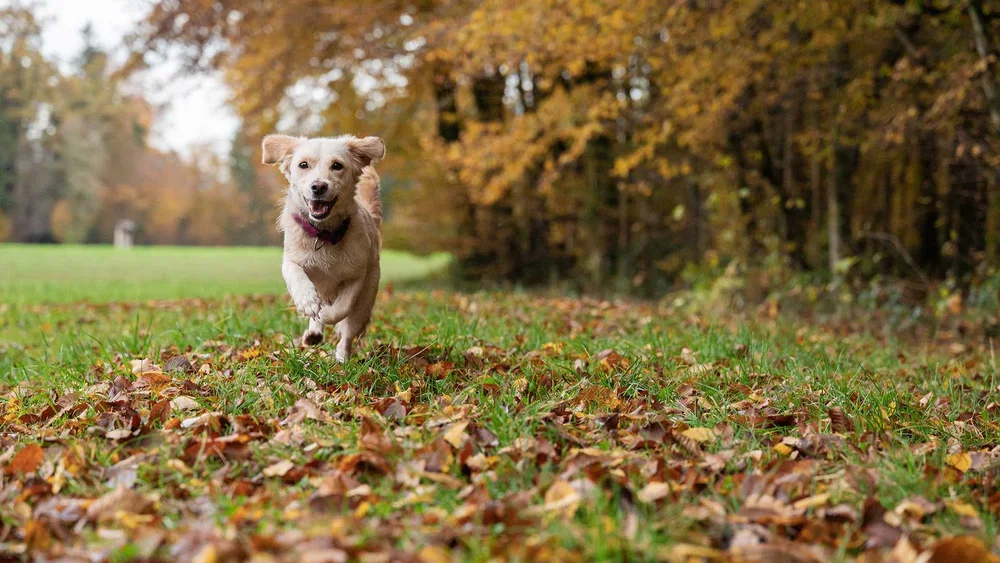 The Benefits of Small Dog Daycare for Your Precious Pooch