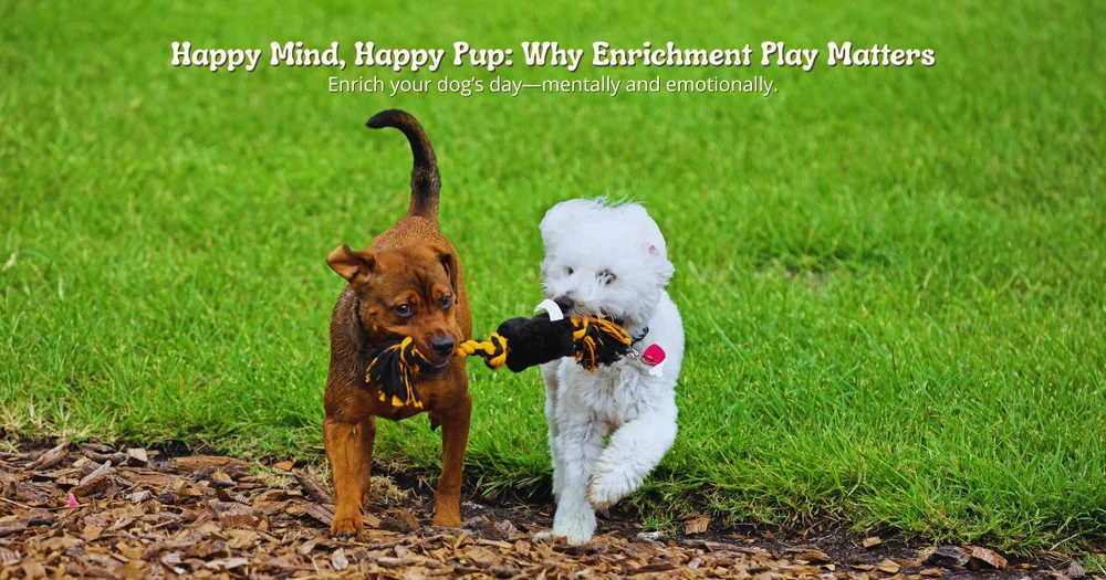 Why Enrichment Play Is Essential for Your Dog’s Mental Health